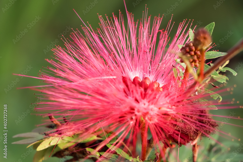 Red Calliandra Haematocephala Hassk flower are blooming Red Calliandra Haematocephala Hassk flower are blooming
