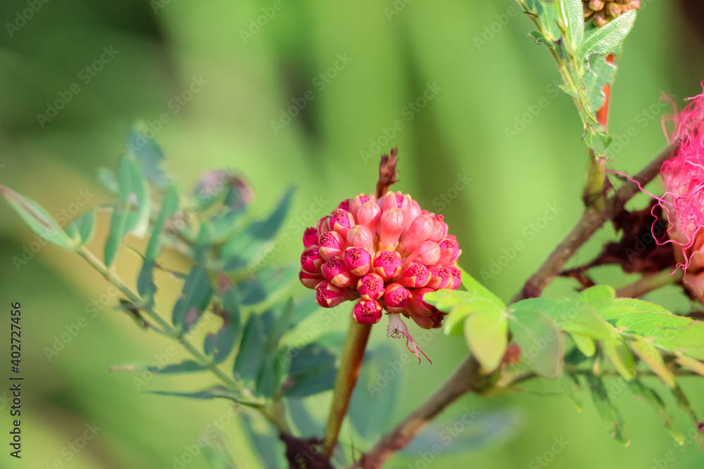 Red Calliandra Haematocephala Hassk flower are blooming Red Calliandra Haematocephala Hassk flower are blooming