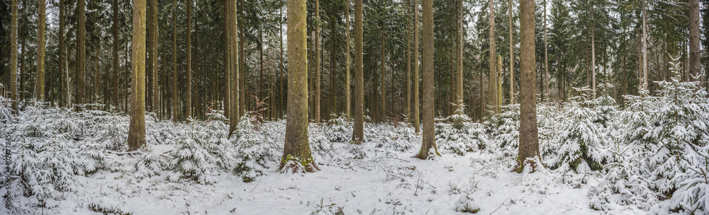 Fototapeta premium Winter time landscape with snow and trees. Fresh and cold season. Outside in nature.