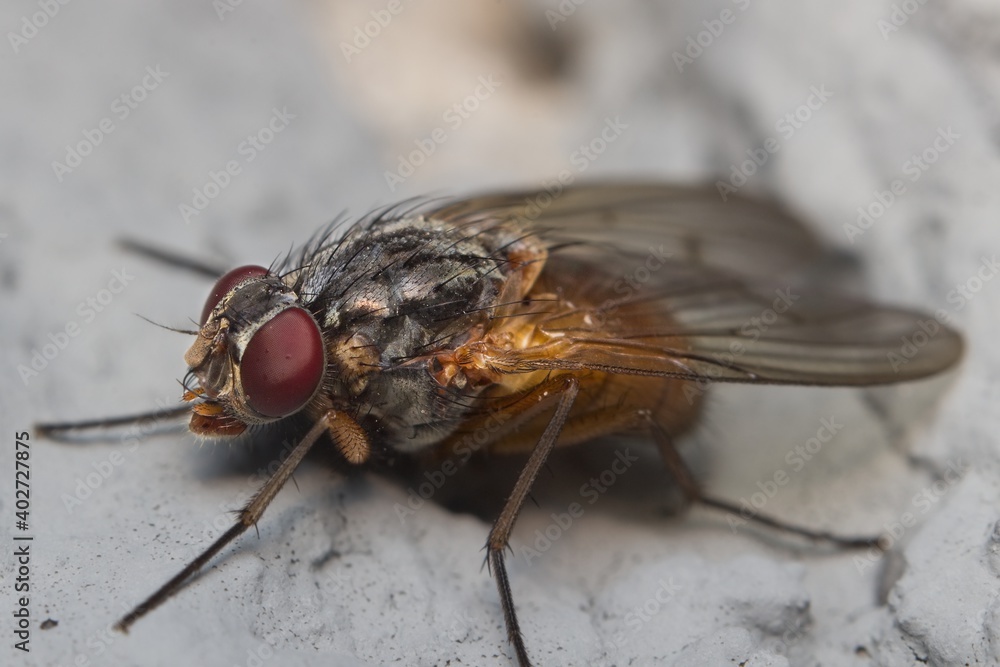 small housefly Musca domestica on the wall small housefly Musca domestica on the wall