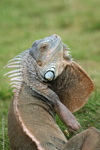 Big red iguana walking on the grass