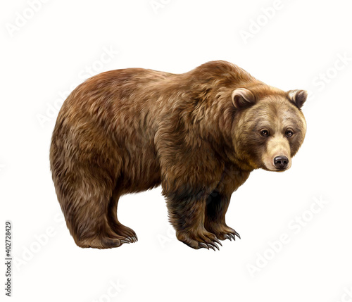 The brown bear (Ursus arctos)
