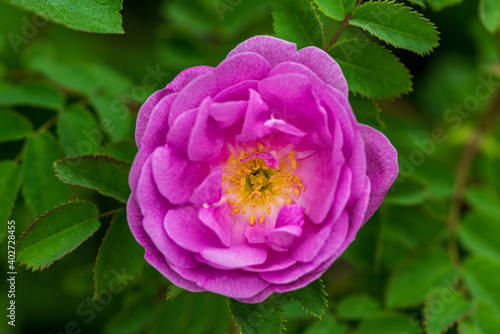 Close up of a fresh pink dog rose with yellow pistils