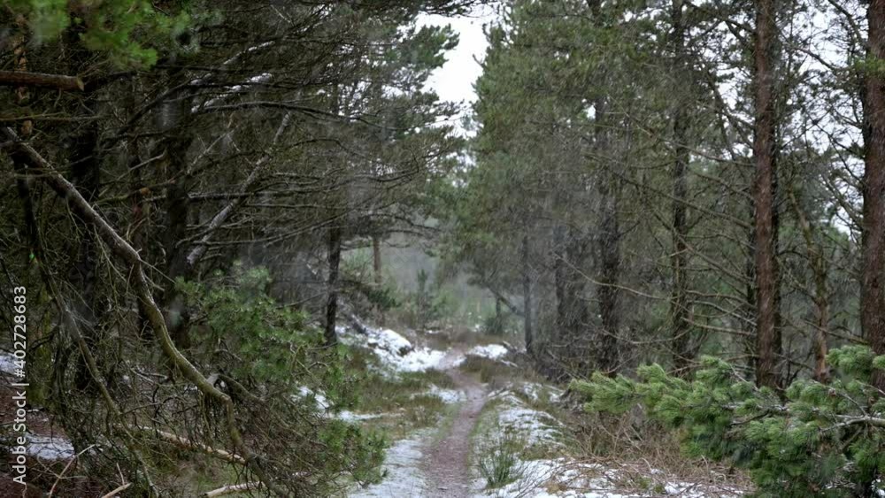 Welsh Winter landscape. Beautiful pine winter forest and falling snow. south wales uk Welsh Winter landscape. Beautiful pine winter forest and falling snow. south wales uk