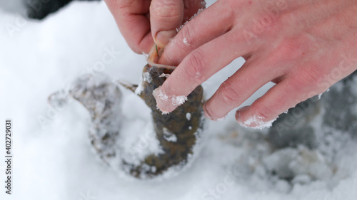 Valokuva Burbot. Winter fishing. The man takes the hook out of the fish.