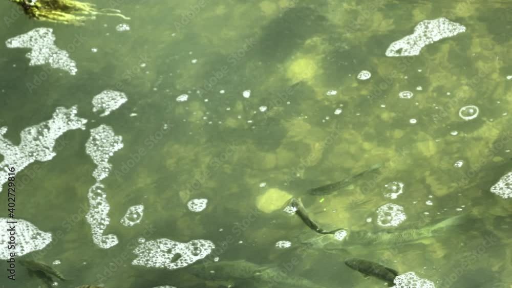 Trouts swimming in a mountain river. 4K Trouts swimming in a mountain river. 4K