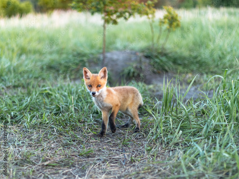 Fototapeta premium fox, little fox