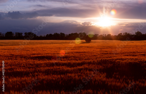 beautiful sunset over wheat field  lonely tree in the field