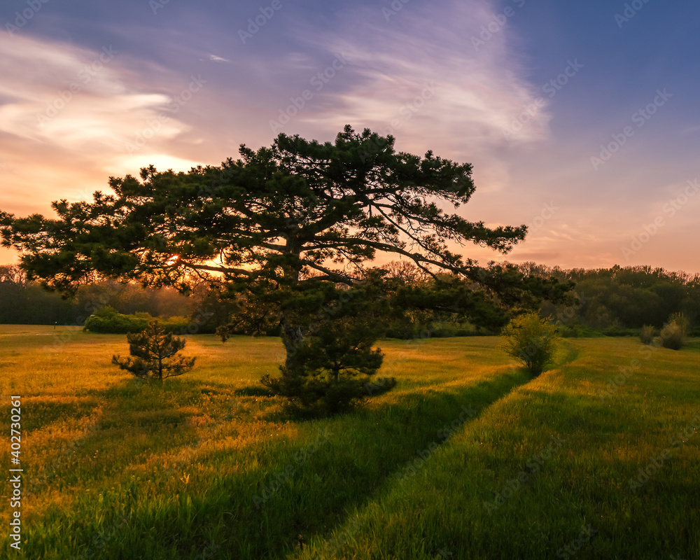 lonely mountain pine in a field at sunset