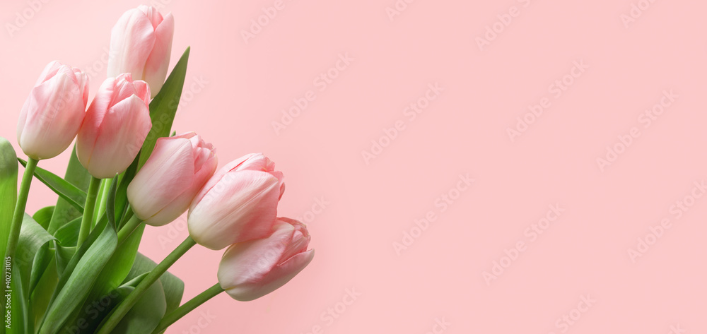 Obraz premium Bouquet of pink tulip on pink background sa banner. Floral pattern. Space for text. Mother day.