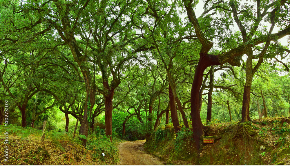 Wonderful forest with very green leaves. Nature to full. Wonderful forest with very green leaves. Nature to full.