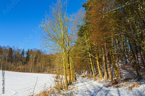 Beautiful white winter forest wonderland scenery in Lower Saxony Germany on a cold sunny day with clear blue sky.