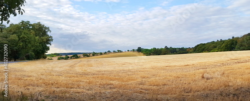 Panorama gelbe Stoppelfelder in h  geliger Landschaft