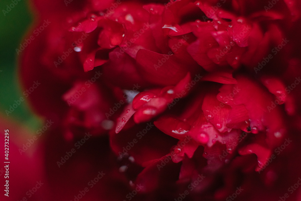 red rose petals. red peonies with drops of water
