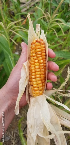 farm fresh corn 
