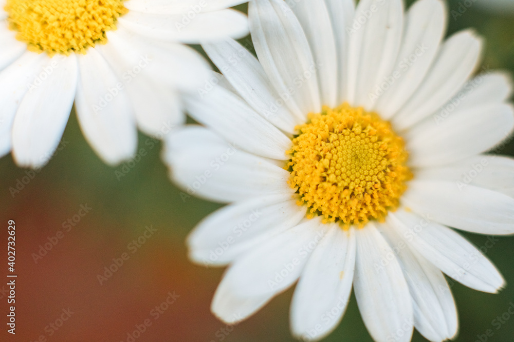 2 chamomile flowers that are not focused 2 chamomile flowers that are not focused