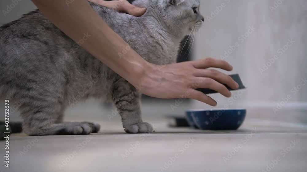The owner tries to feed his cat, grabs the cat bowl and brings it