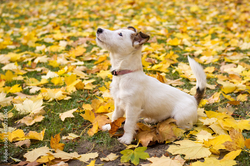 Jack Russel terrier puppy sitting in the middle of yellow autumn leaves