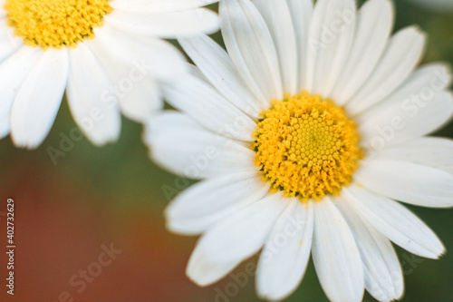 2 chamomile flowers that are not focused