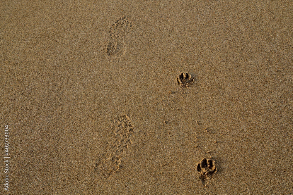 Footprints and paw prints side by side in sand Footprints and paw prints side by side in sand
