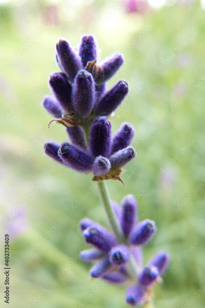 Obraz premium Lavendel