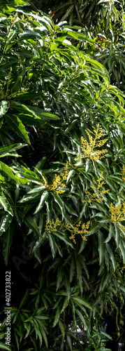 Mango tree in blooming season with its small flowers and long leaves in dark green tone on a clear day with sunshine, Rio de Janeiro, brazil