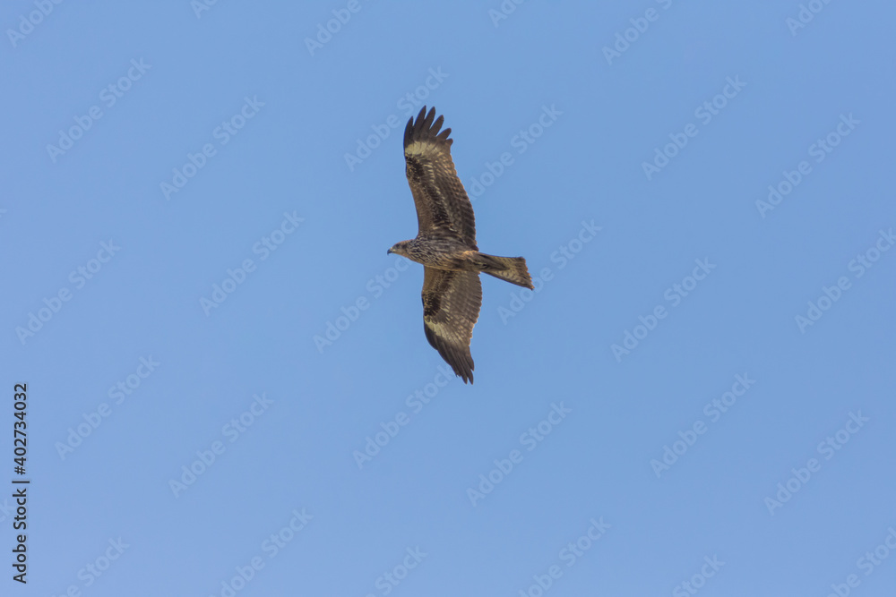 Obraz premium Bonelli's eagle