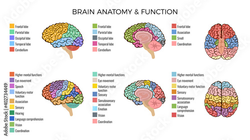 Brain Anatomy Functions Composition