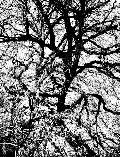 Abstract black and white picture with the tangled branches of a tree