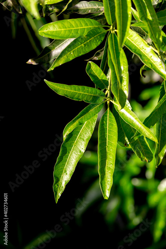Detail of new and green leaves  of mango tree  with a few drops of rain on leaves  Rio de Janeiro  Brazil