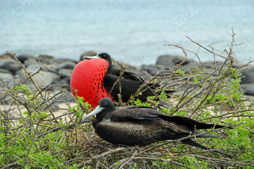 Frigate birds on the galapagos islands
