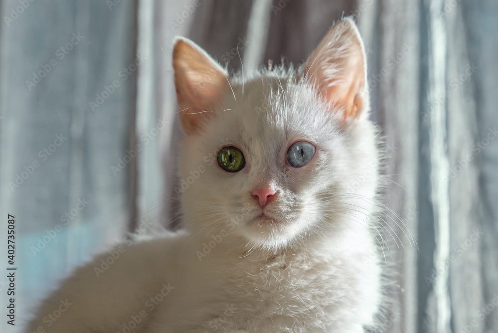 White kitten