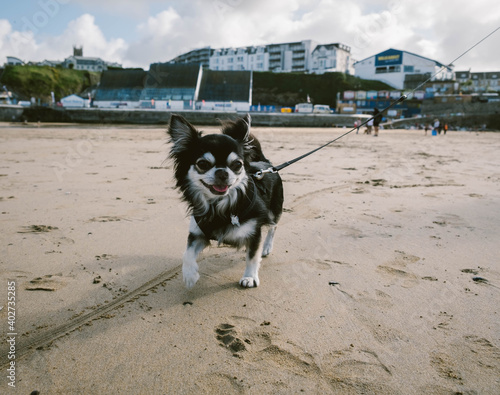 Chihuahua