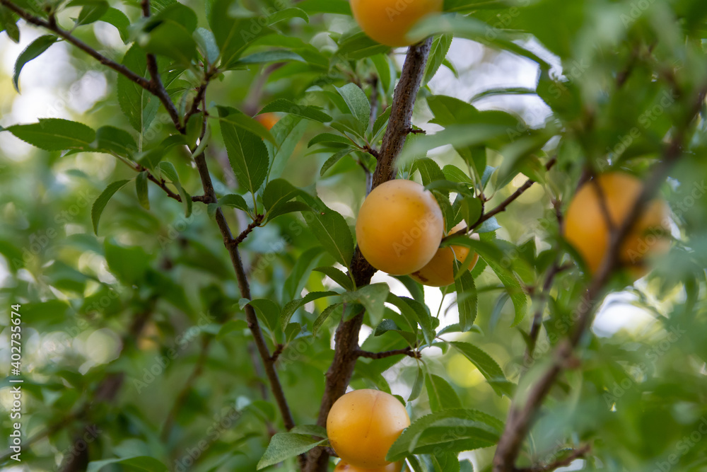 Ripe wild yellow plum on a tree in the garden