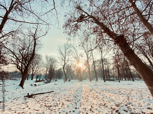 invierno, blanco, nieve, arboles, paisaje, frío, floresta, naturaleza, cielo, parque, camino, hielo, bruma, estación, bosque, tranquilidad, nevado. mañana, navidad, silencio, hermoso, celeste.