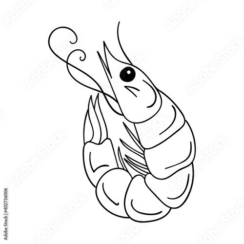 The shrimp is rolled up. Seafood, plankton, krill. Outline sketch food illustration drawn by hand, isolated on a white background. Black white vector. Doodle style