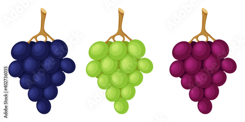 Grapes on a twig, green and blue berries. Fruit, berry icon. Flat design. Color vector illustration isolated on a white background