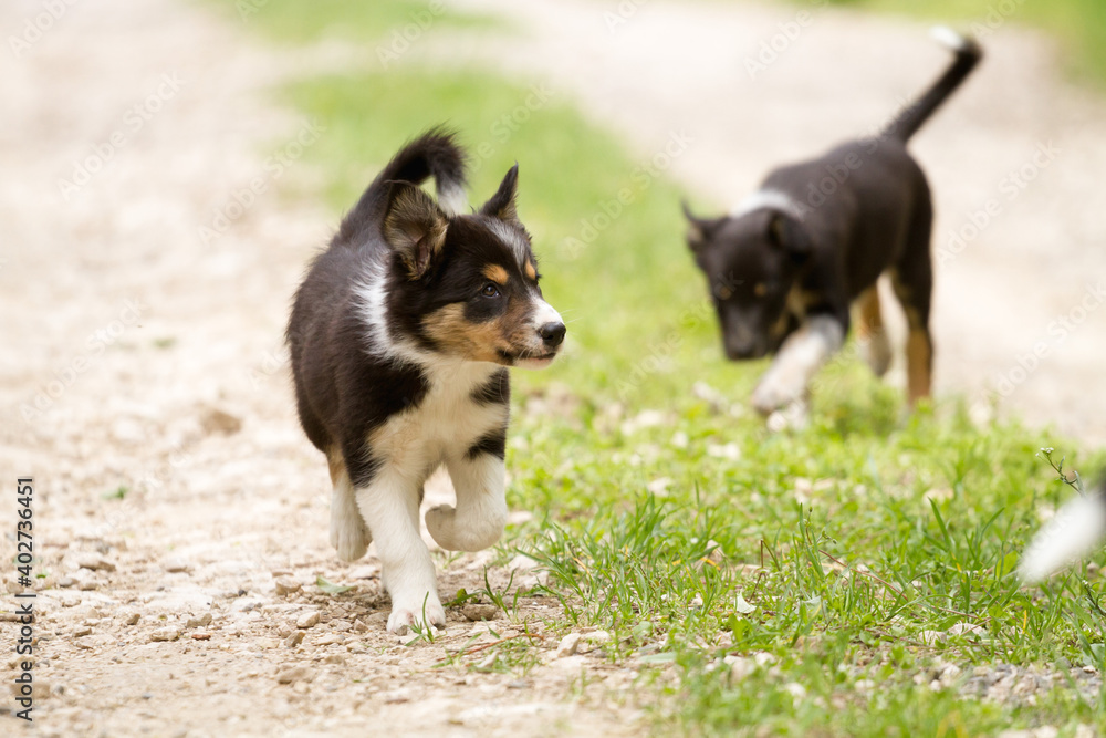 cute young border collie puppies out on walk on a path