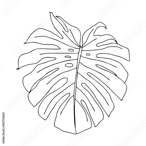 Illustration of a black leaf monstera isolated on a white background