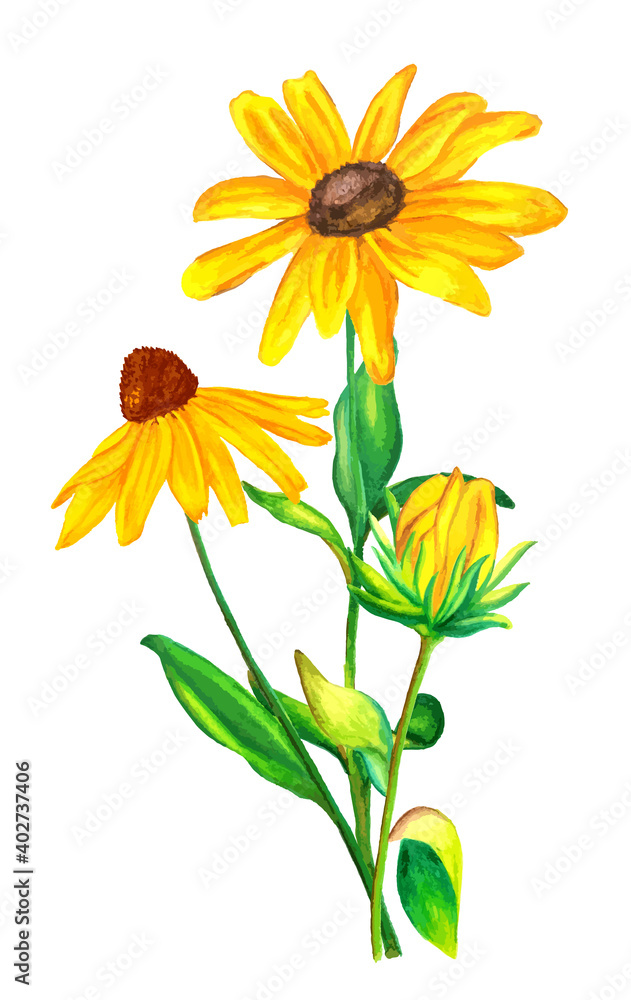 Naklejka premium Hand drawn watercolour illustration of bouquet of yellow and green rudbeckia isolated on white background.