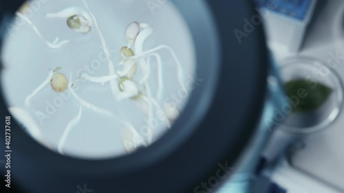 Wallpaper Mural Footage Through Ocular Eyepiece Lens of a Microscope with Hand in Glove Moving Vegetable Plant Sprouts with Forceps on Sample Tube. Food Science Laboratory with Modern Medical Equipment for Research. Torontodigital.ca