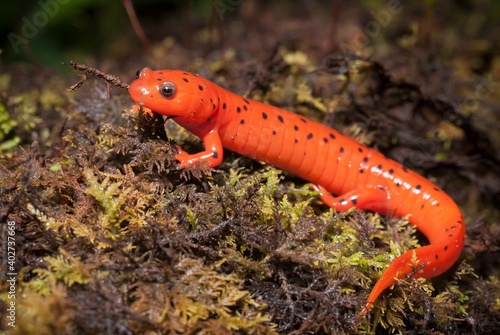 Vibrant colorful beautiful red Midland Mud salamander macro field guide portrait