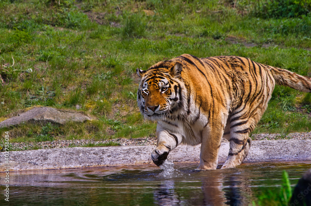 Tiger gibt Pfötchen Tiger gibt Pfötchen