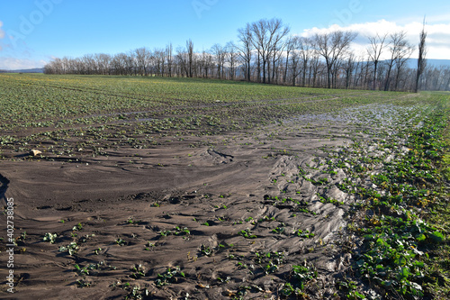Slika na platnu water erosion waste of field plants in agriculture landscape