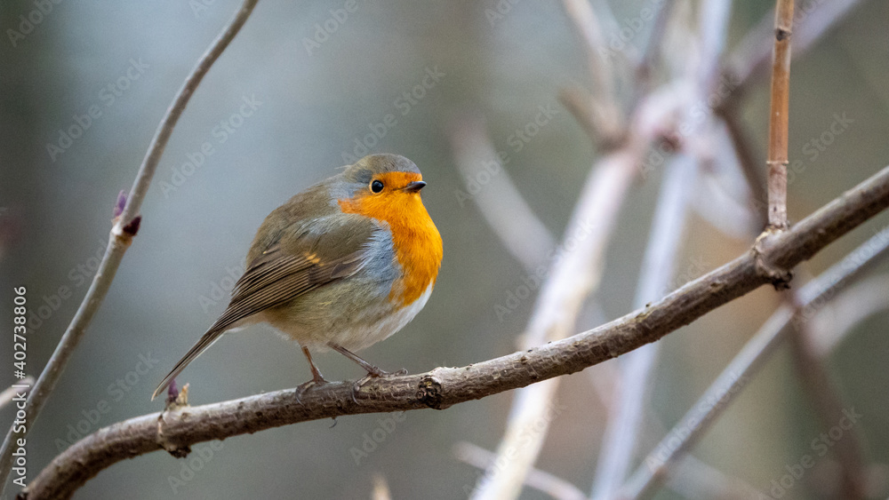Fototapeta premium robin on a branch