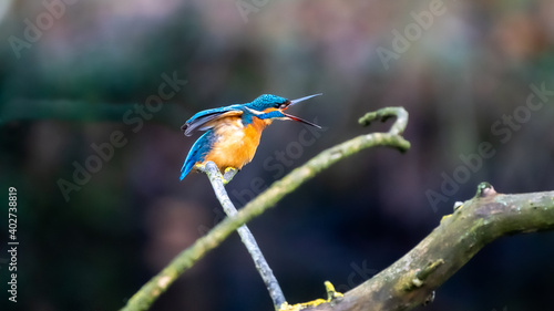 Kingfisher bird on a branch (female)