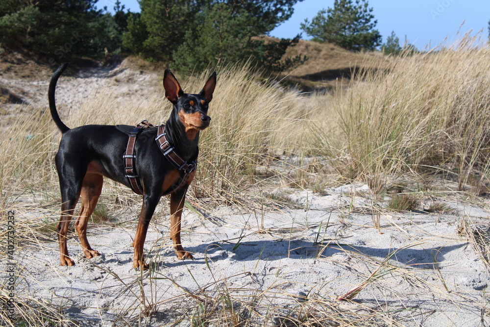 Baltic Sea (Ostsee) in early spring, Deutscher Pinscher (German Pinscher) Baltic Sea (Ostsee) in early spring, Deutscher Pinscher (German Pinscher)