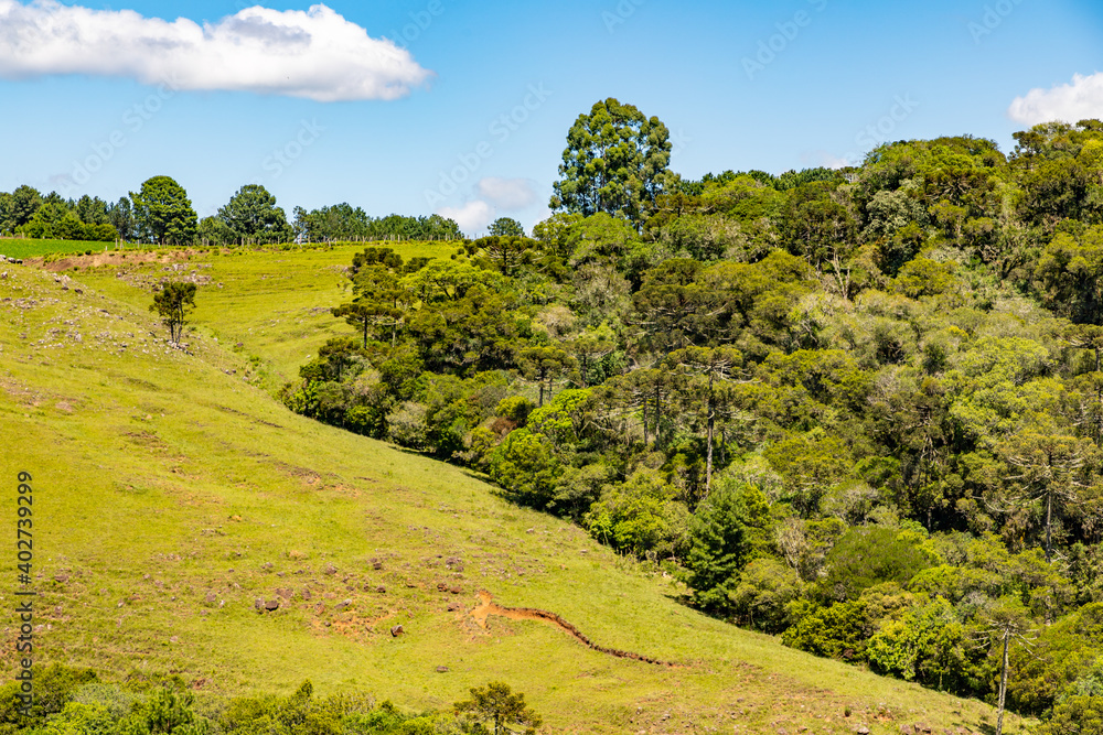 Farm field with Araucaria forest