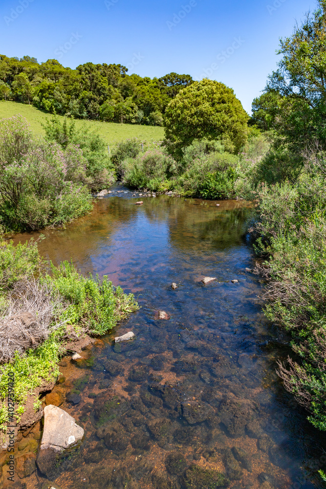 Farm field with stream, flowers, plants and Araucaria forest Farm field with stream, flowers, plants and Araucaria forest