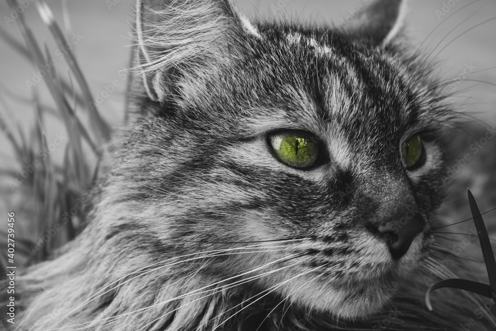 black and white cat black and white cat
